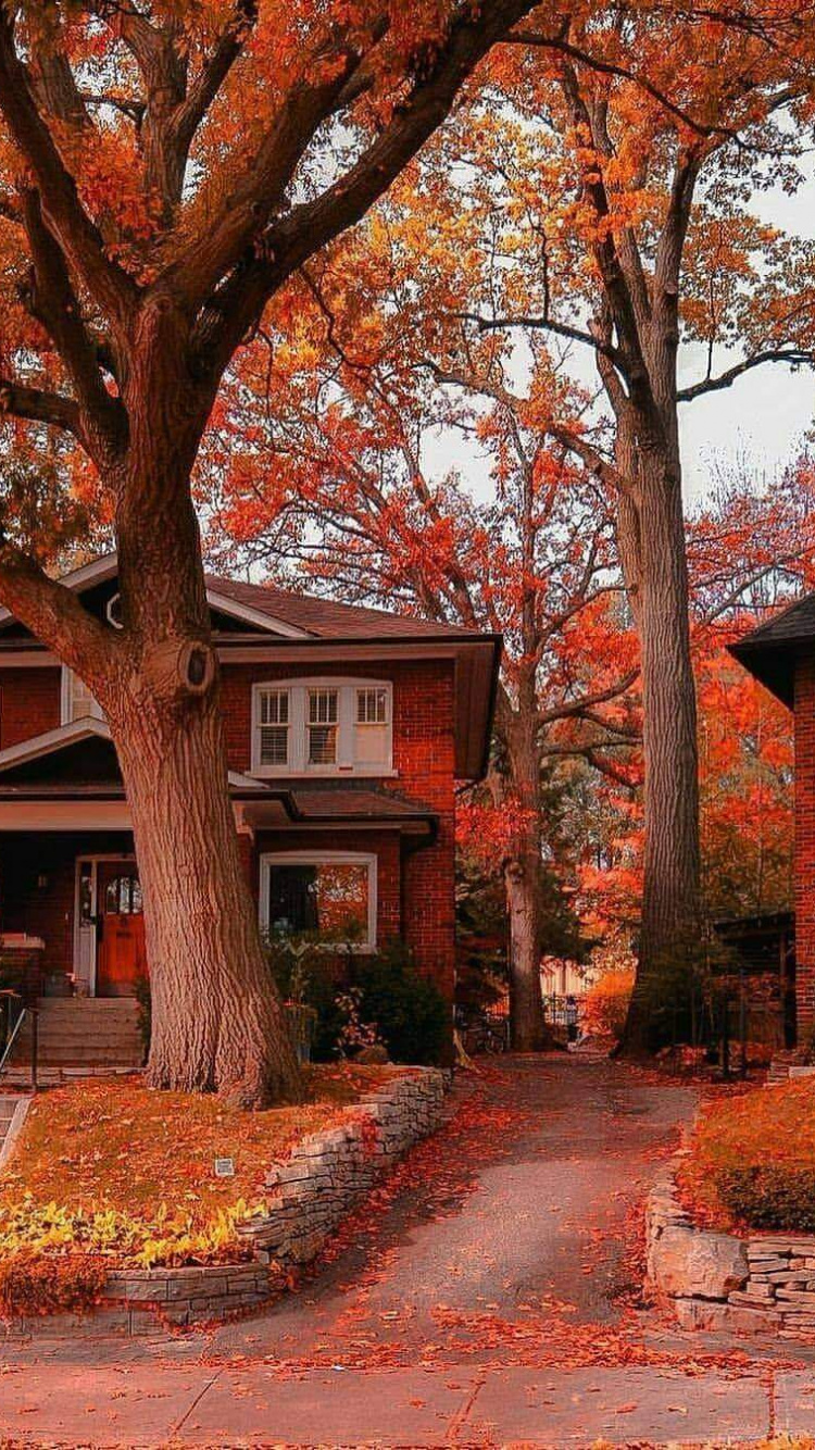Toronto, Branch, Deciduous, Window, Property. Wallpaper in 750x1334 Resolution
