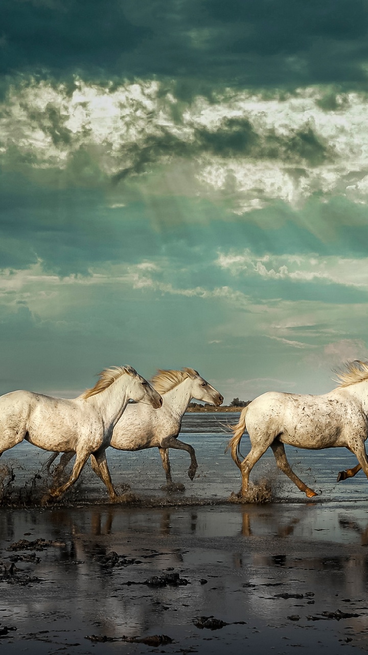 Horse, Mustang, Cloud, Water, Ecoregion. Wallpaper in 720x1280 Resolution