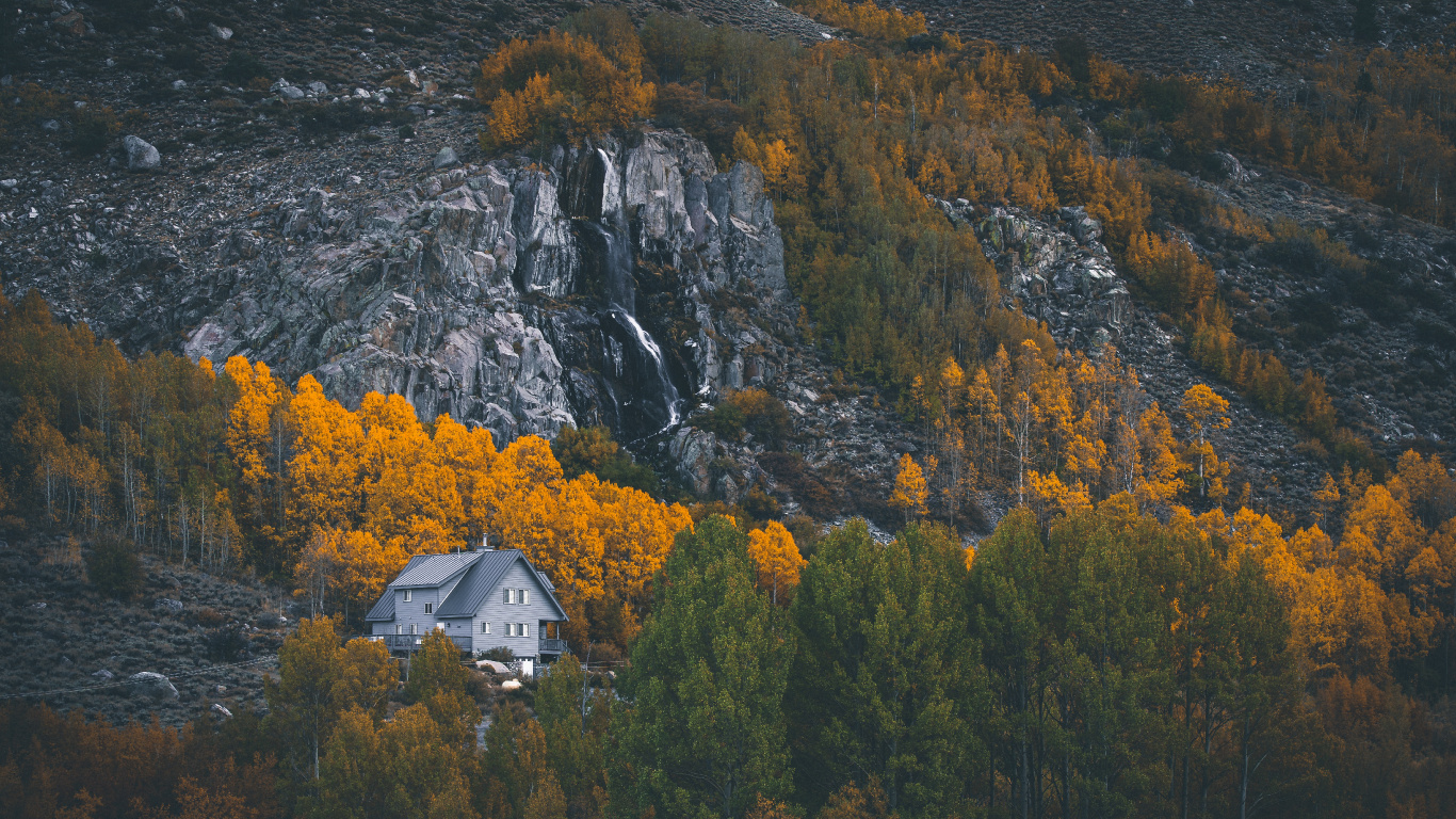 Natur, Blatt, Baum, Wildnis, Naturlandschaft. Wallpaper in 1366x768 Resolution