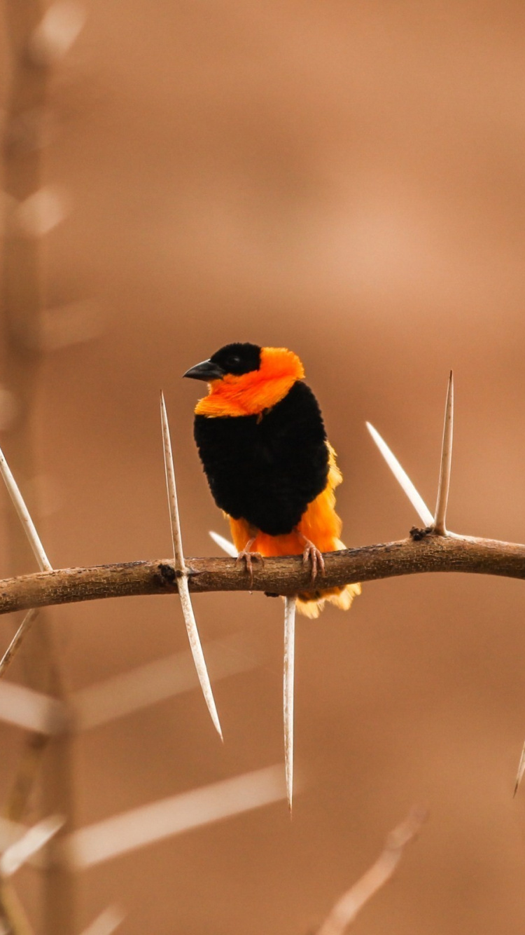 Schwarzer Und Orangefarbener Vogel Auf Braunem Ast. Wallpaper in 750x1334 Resolution