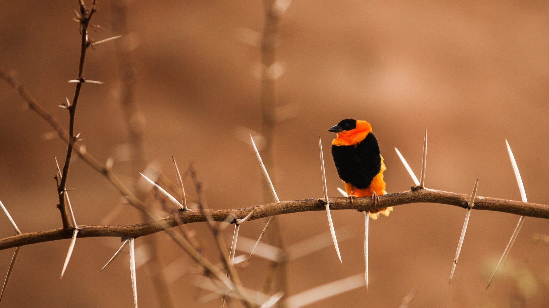 Black and Orange Bird on Brown Tree Branch. Wallpaper in 1920x1080 Resolution