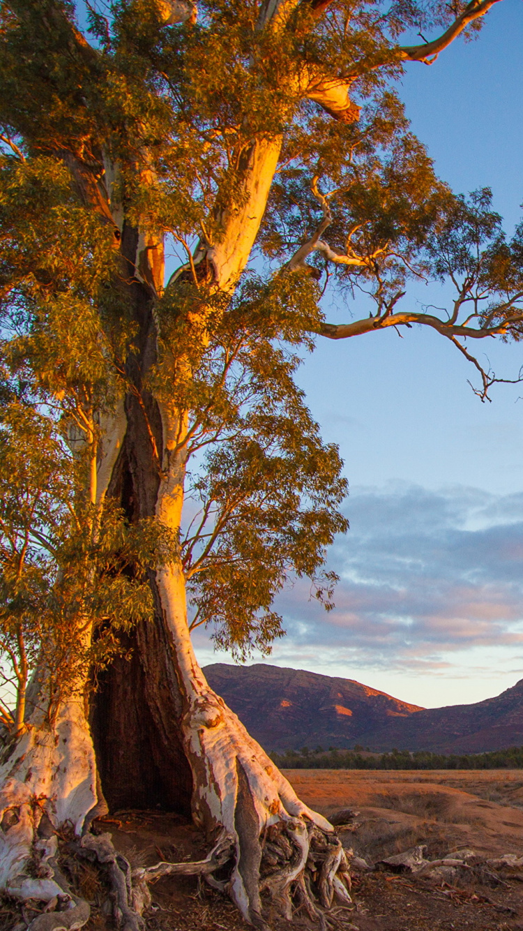 性质, 荒野, 木本植物, 地平线, 早上 壁纸 750x1334 允许
