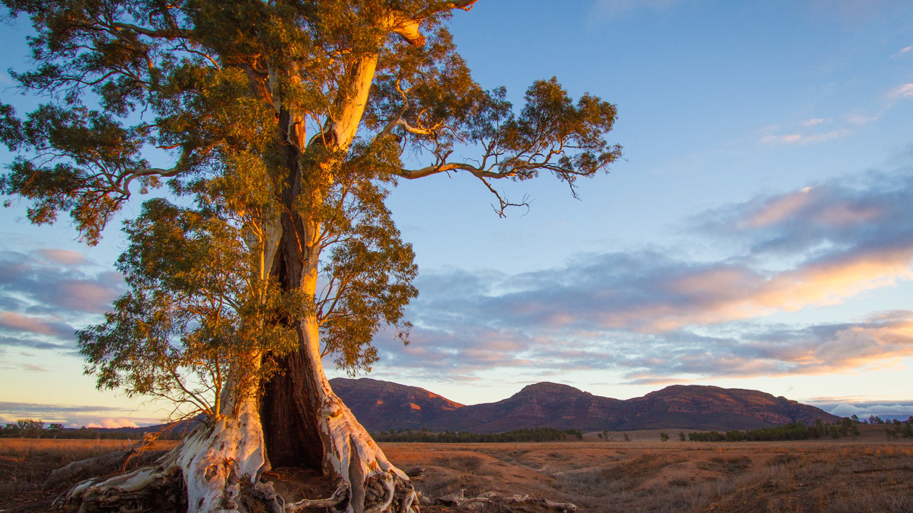 Brown Tree on Brown Field During Daytime. Wallpaper in 1280x720 Resolution