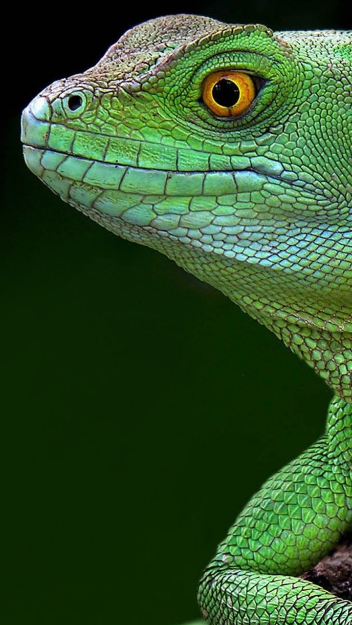 Lagarto Verde en la Rama de un Árbol Marrón. Wallpaper in 720x1280 Resolution
