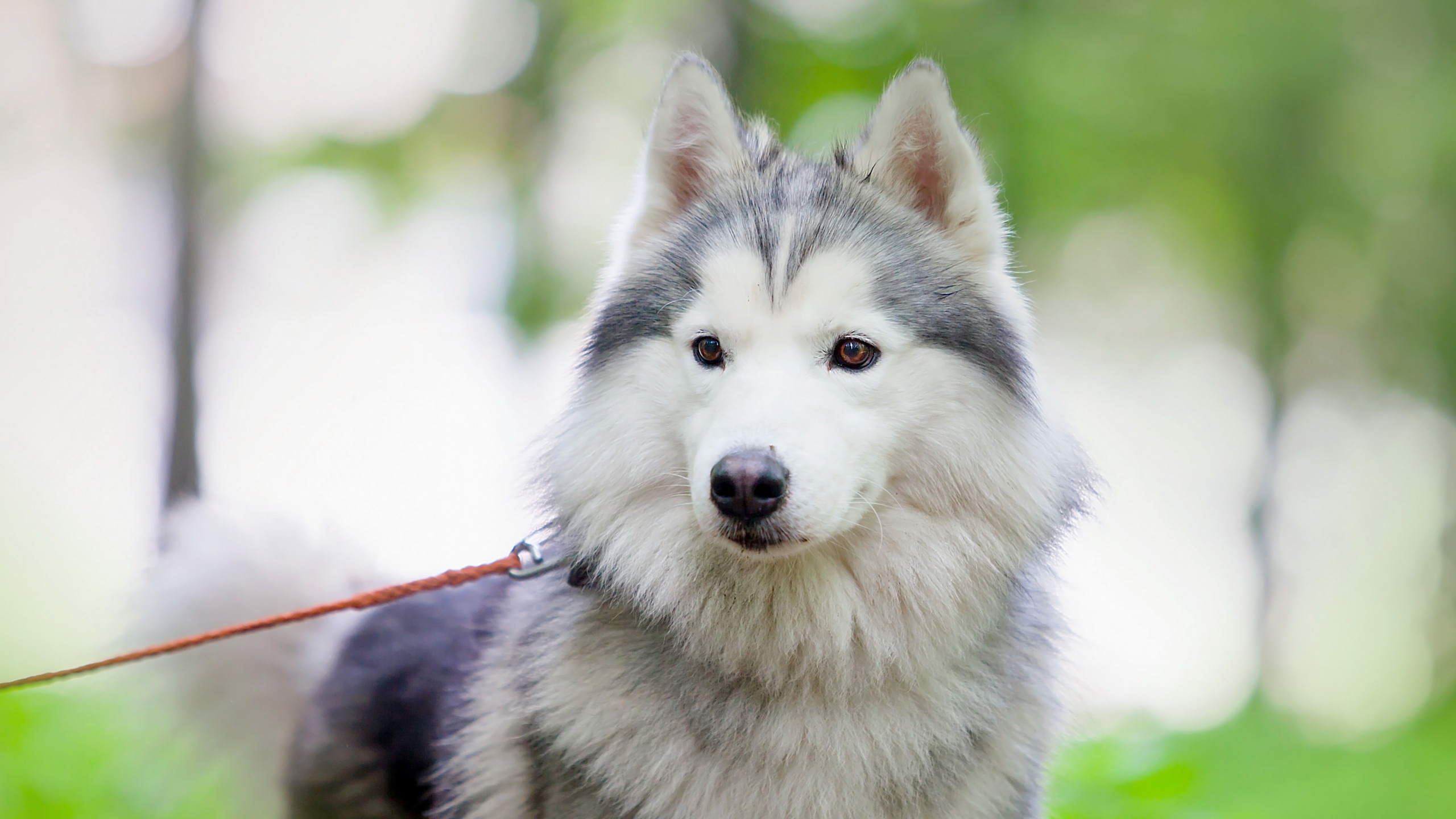 White and Black Siberian Husky. Wallpaper in 2560x1440 Resolution