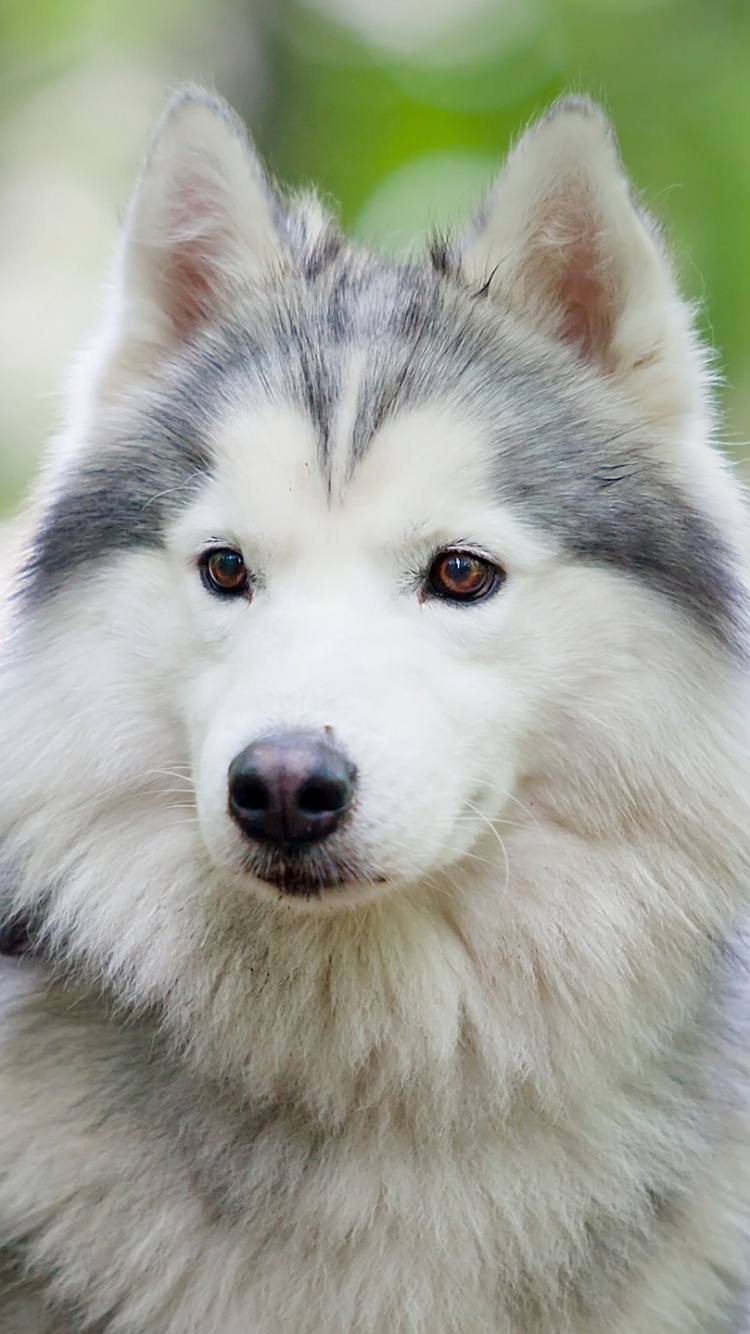 Husky Siberiano Blanco y Negro. Wallpaper in 750x1334 Resolution