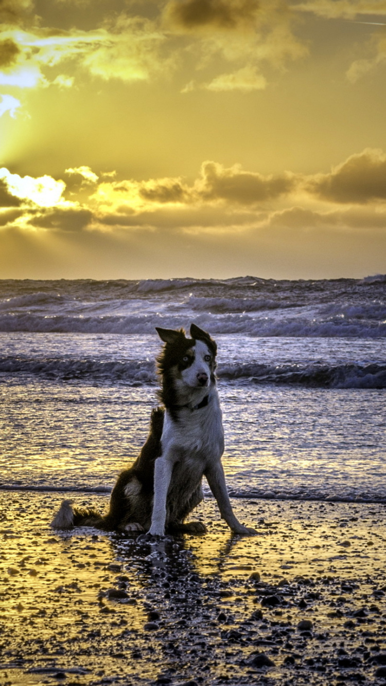 Mar, Puesta, Oceano, Agua, Orilla. Wallpaper in 750x1334 Resolution