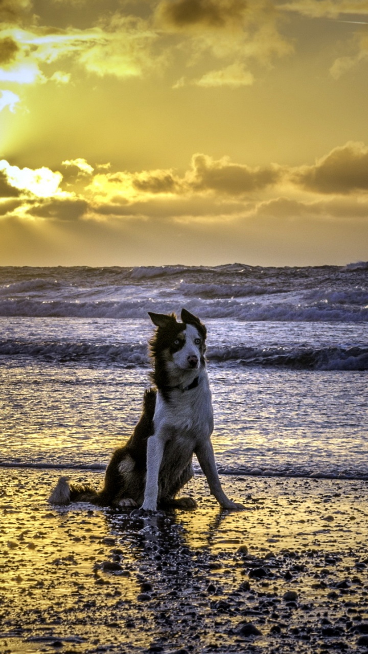 Sea, Sunset, Ocean, Water, Horizon. Wallpaper in 720x1280 Resolution