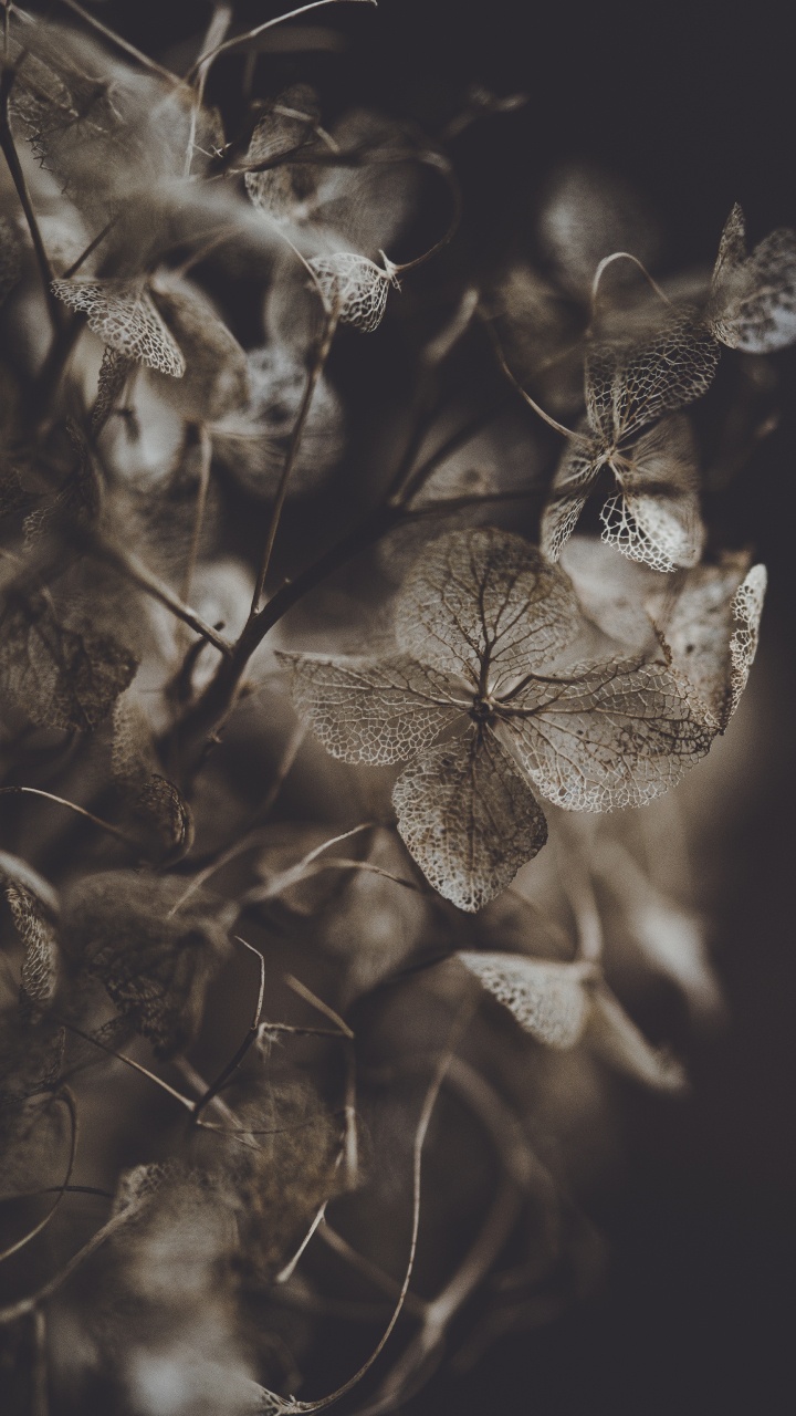 Grayscale Photo of Plant Stem. Wallpaper in 720x1280 Resolution