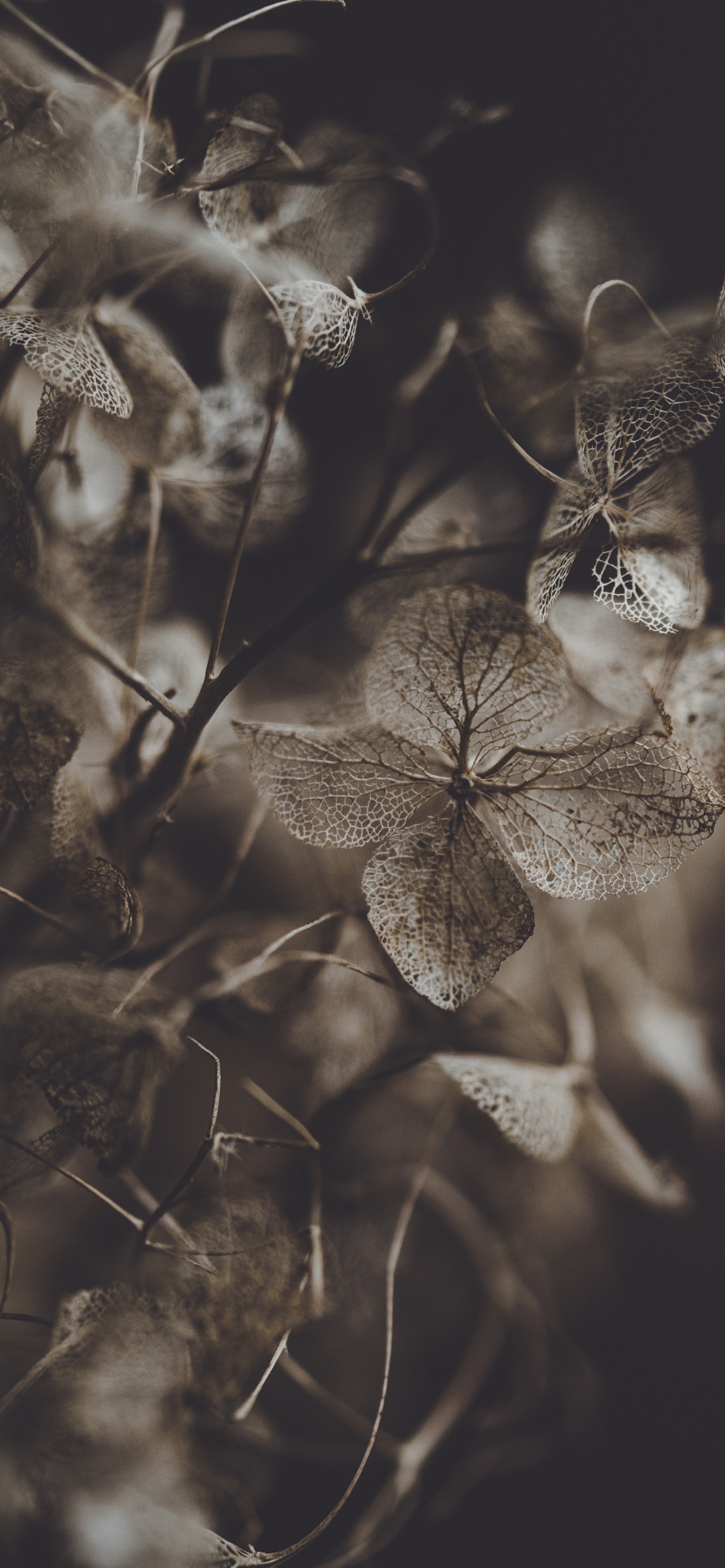 Graustufenfoto Des Pflanzenstamms. Wallpaper in 1242x2688 Resolution