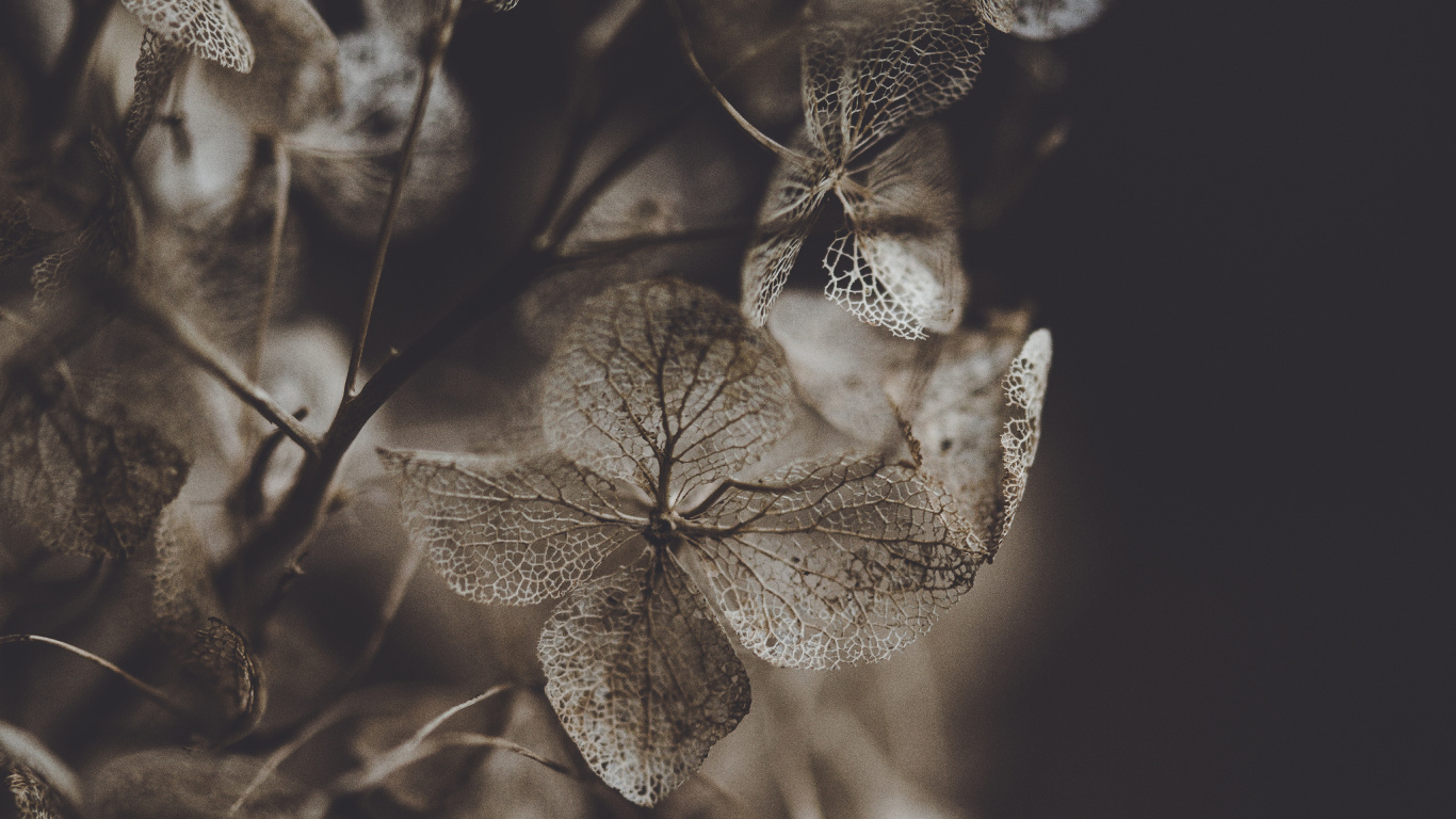 Graustufenfoto Des Pflanzenstamms. Wallpaper in 1366x768 Resolution