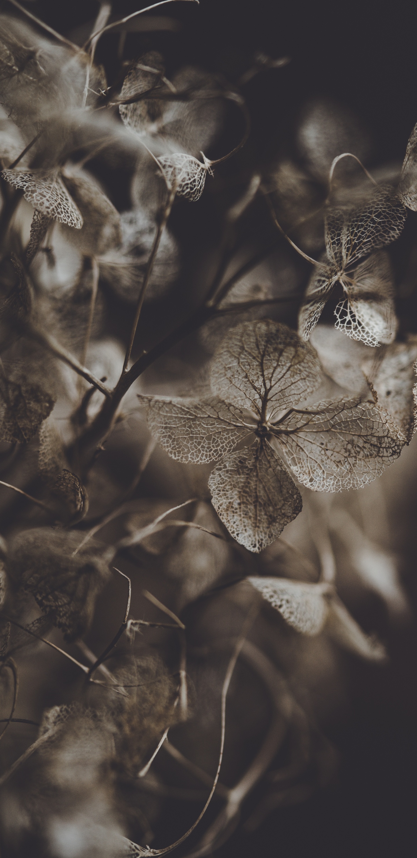 Graustufenfoto Des Pflanzenstamms. Wallpaper in 1440x2960 Resolution