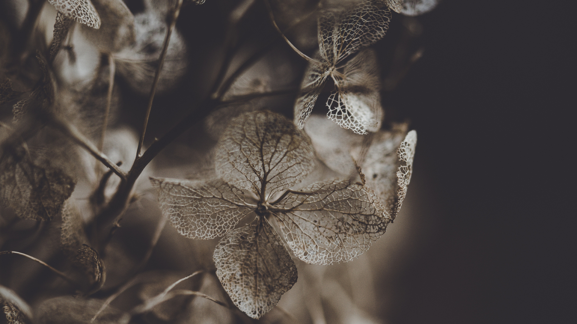 Graustufenfoto Des Pflanzenstamms. Wallpaper in 1920x1080 Resolution