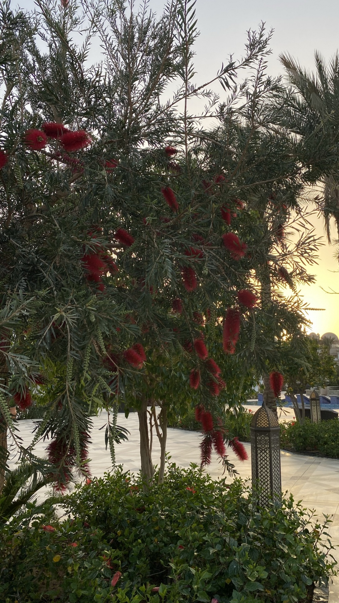 Flora, Flowering Plant, Flower, Palm Trees, Plant. Wallpaper in 1080x1920 Resolution