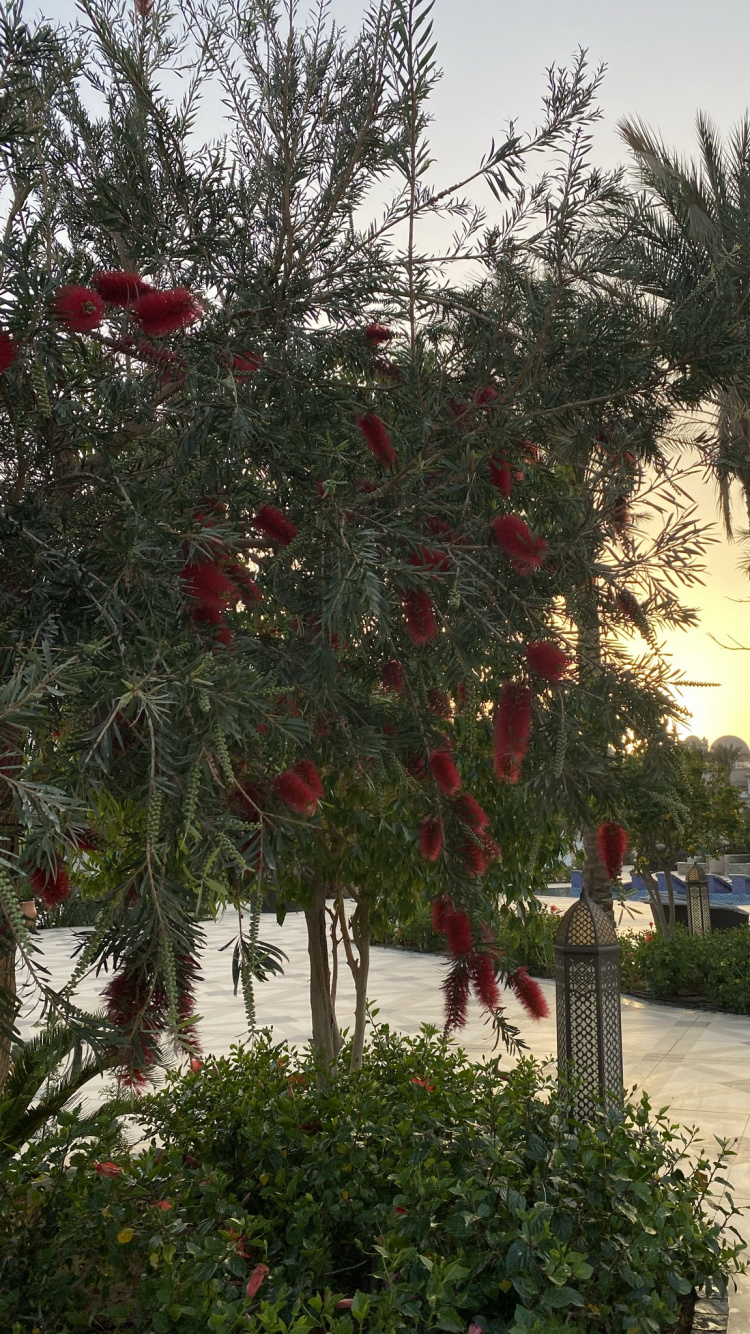 Flora, Flowering Plant, Flower, Palm Trees, Plant. Wallpaper in 750x1334 Resolution