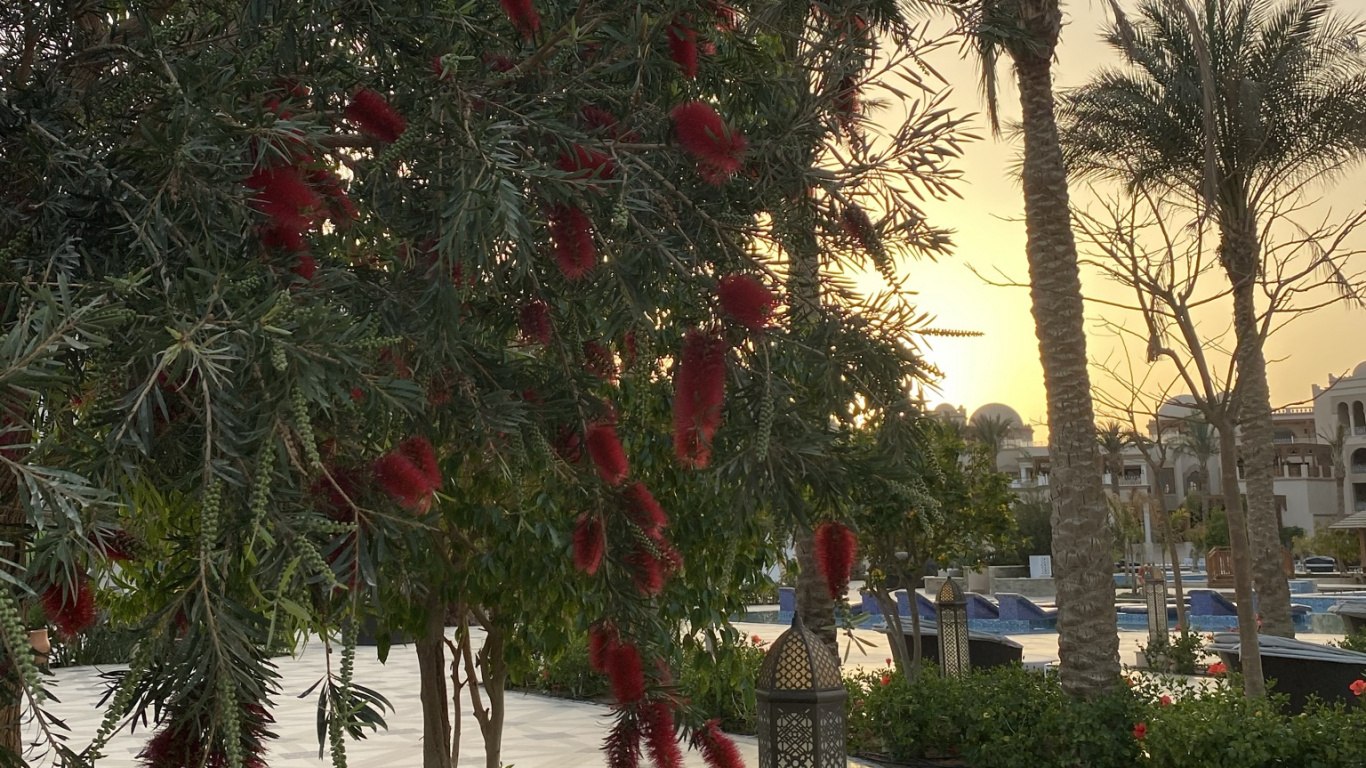 菌群, 显花植物, 棕榈树, 植被, 生物群落 壁纸 1366x768 允许
