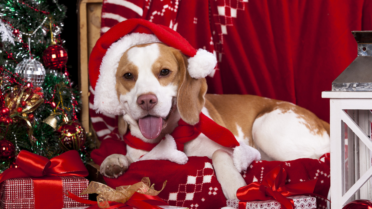 Beagle, Puppy, Dachshund, Christmas Day, Dog. Wallpaper in 1280x720 Resolution