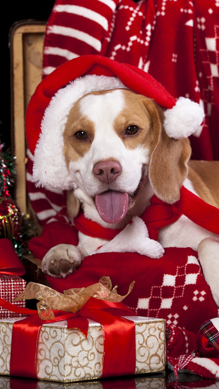 Beagle, Chiot, Teckel, Le Jour De Noël, Chien. Wallpaper in 720x1280 Resolution