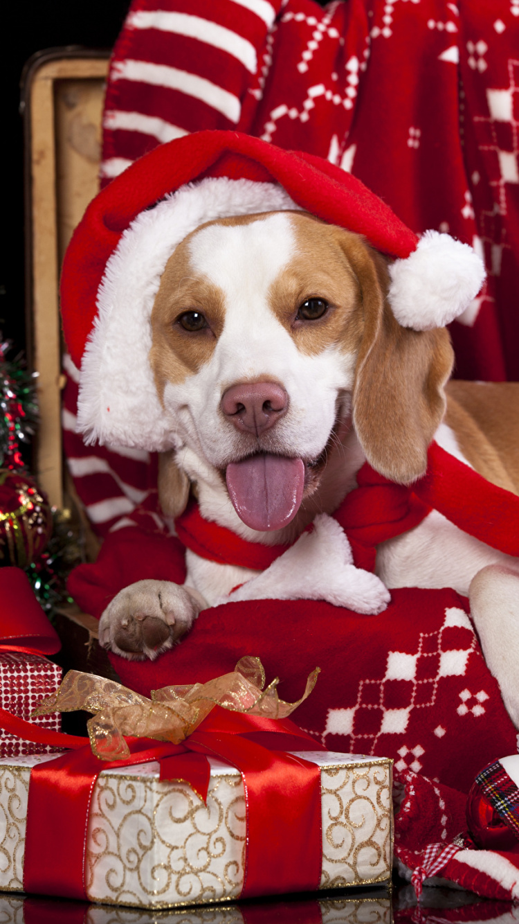 Beagle, Chiot, Teckel, Le Jour De Noël, Chien. Wallpaper in 750x1334 Resolution