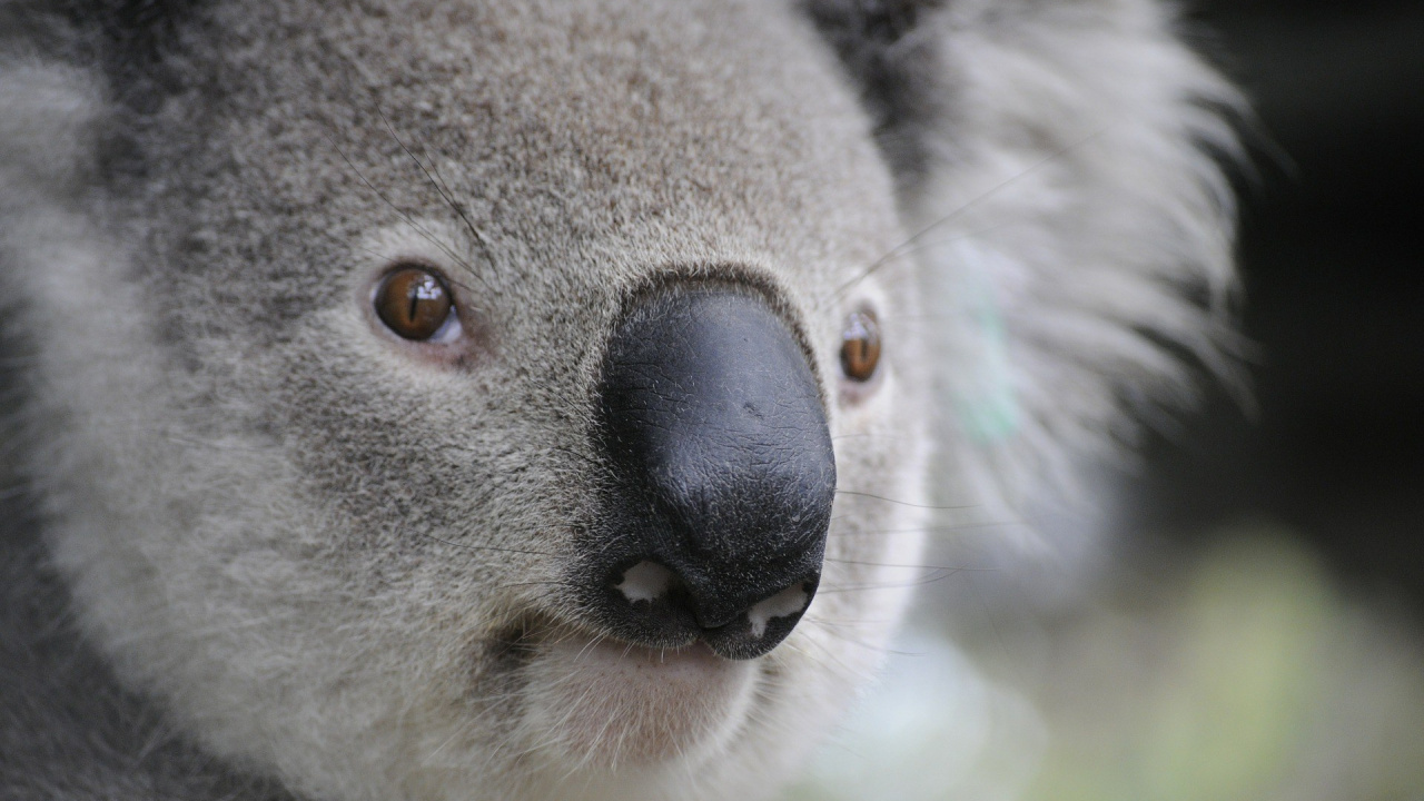 Koala Sur Une Branche D'arbre Brun Pendant la Journée. Wallpaper in 1280x720 Resolution