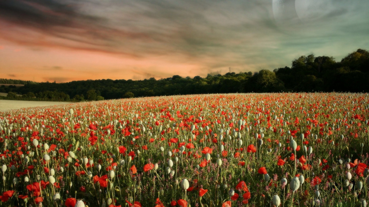 Red Tulips Field During Daytime. Wallpaper in 1280x720 Resolution