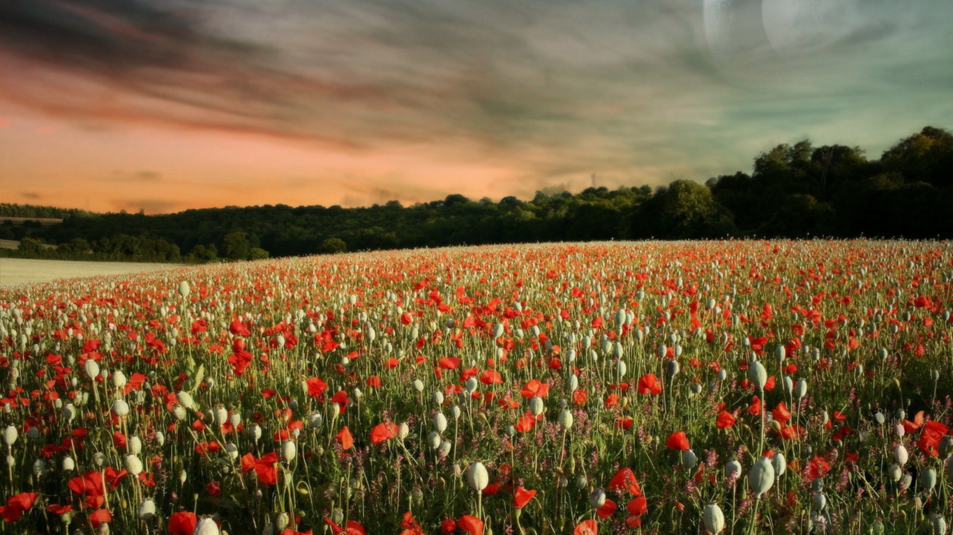 Red Tulips Field During Daytime. Wallpaper in 1366x768 Resolution