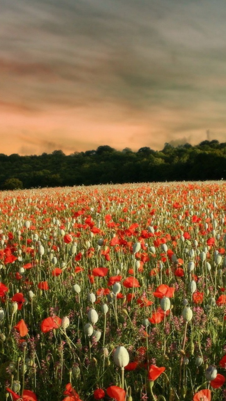 Red Tulips Field During Daytime. Wallpaper in 720x1280 Resolution