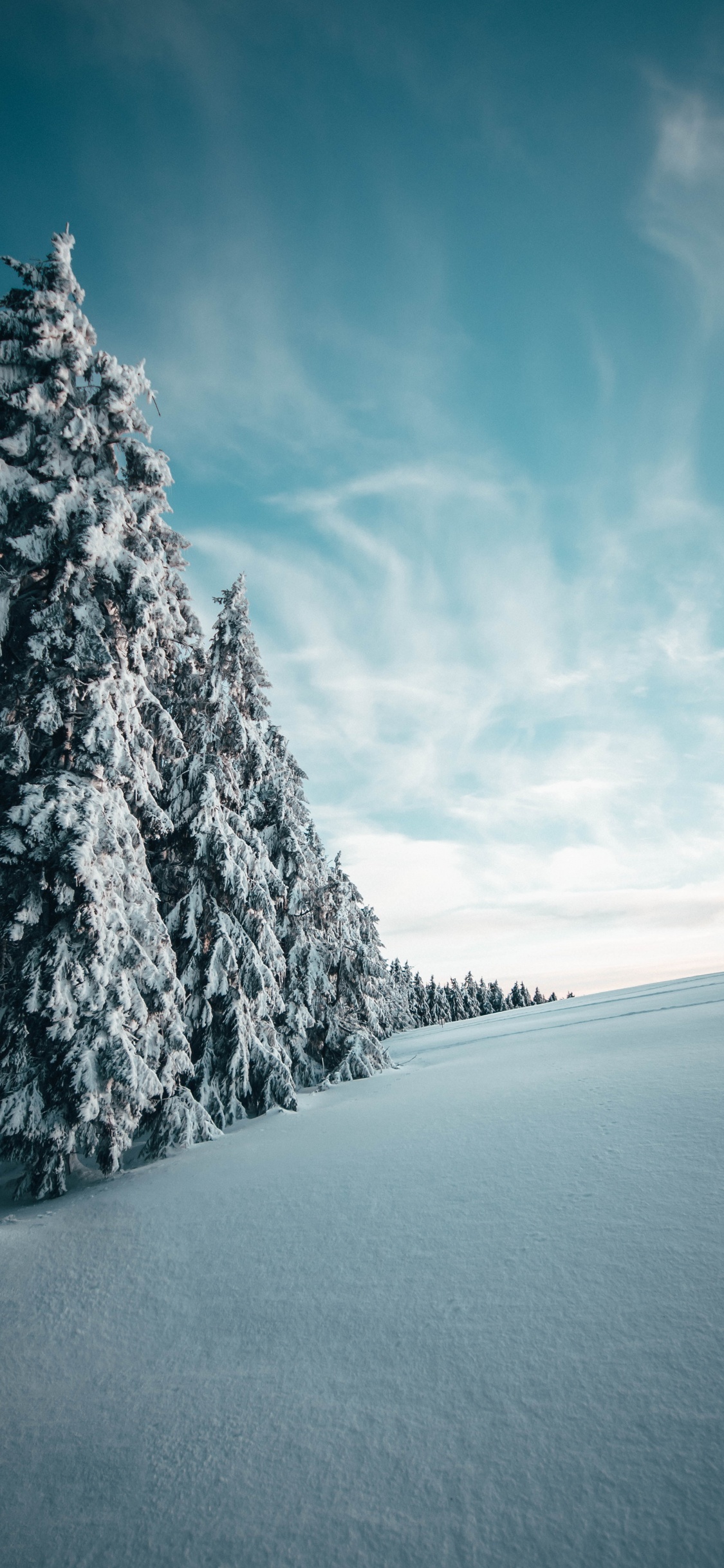 Winter, Snow, Tree, Natural Landscape, Blue. Wallpaper in 1125x2436 Resolution