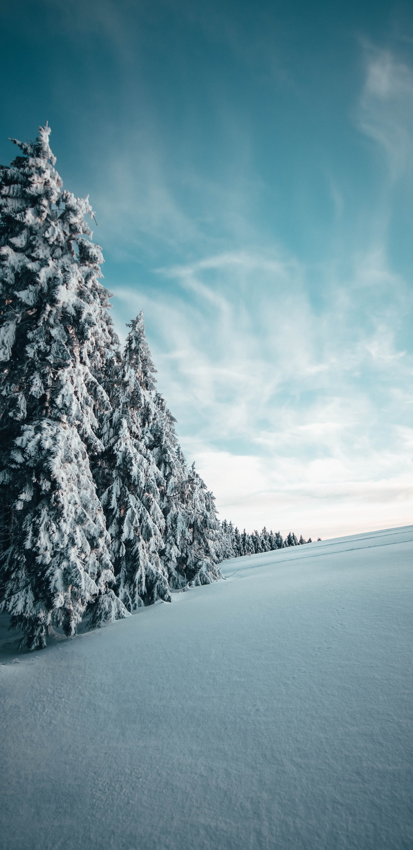 Winter, Snow, Tree, Natural Landscape, Blue. Wallpaper in 1440x2960 Resolution