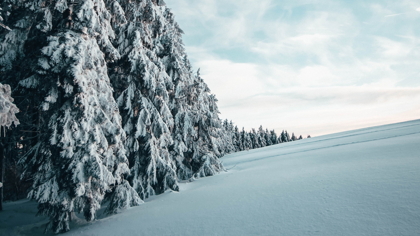 Winter, Schnee, Baum, Naturlandschaft, Blau. Wallpaper in 1366x768 Resolution