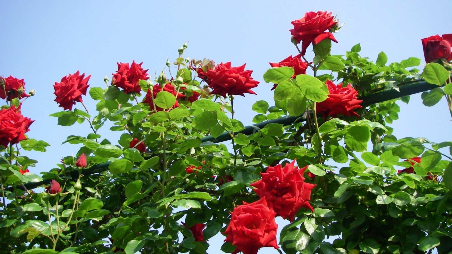 Flores Rojas Con Hojas Verdes. Wallpaper in 1920x1080 Resolution