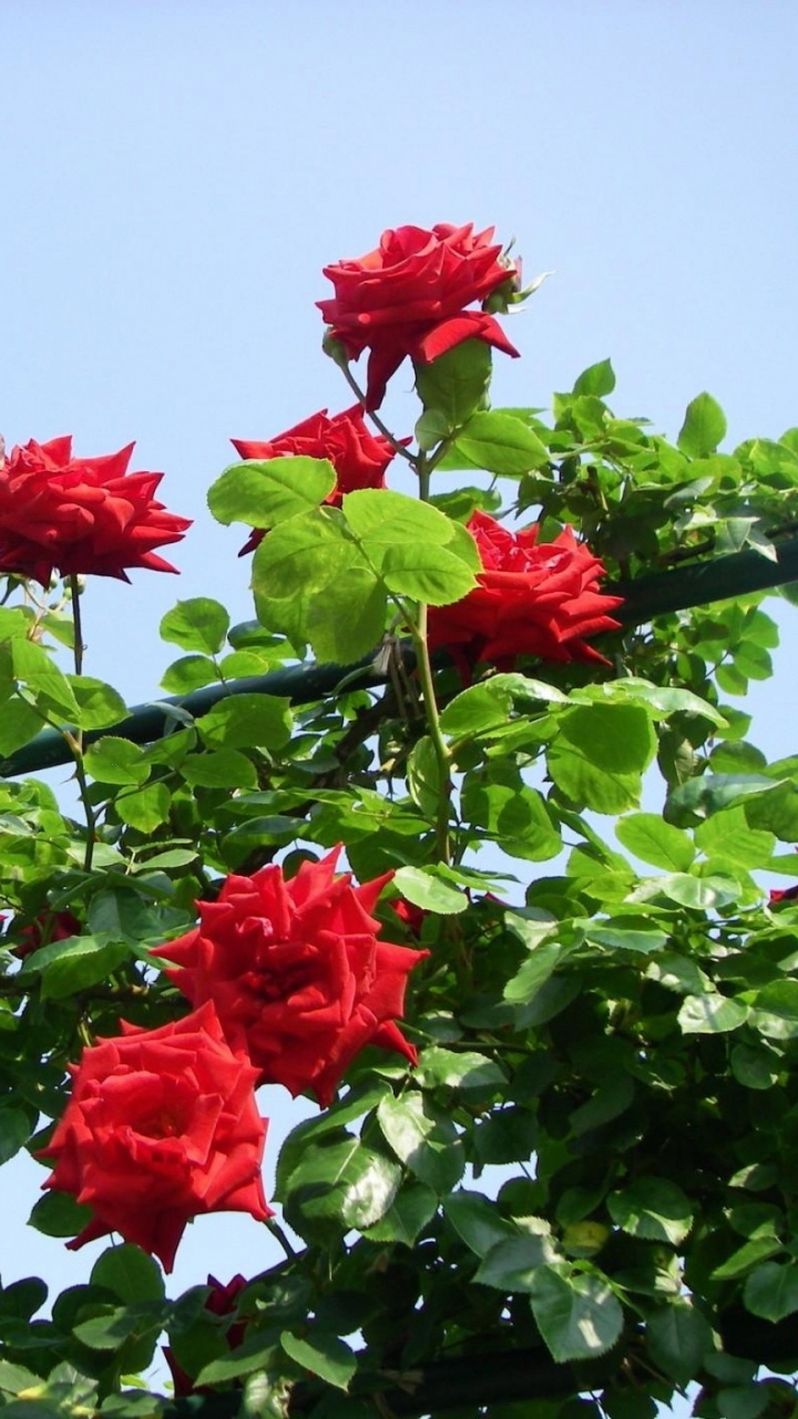 Red Flowers With Green Leaves. Wallpaper in 720x1280 Resolution