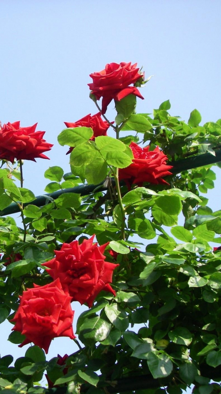 Red Flowers With Green Leaves. Wallpaper in 750x1334 Resolution