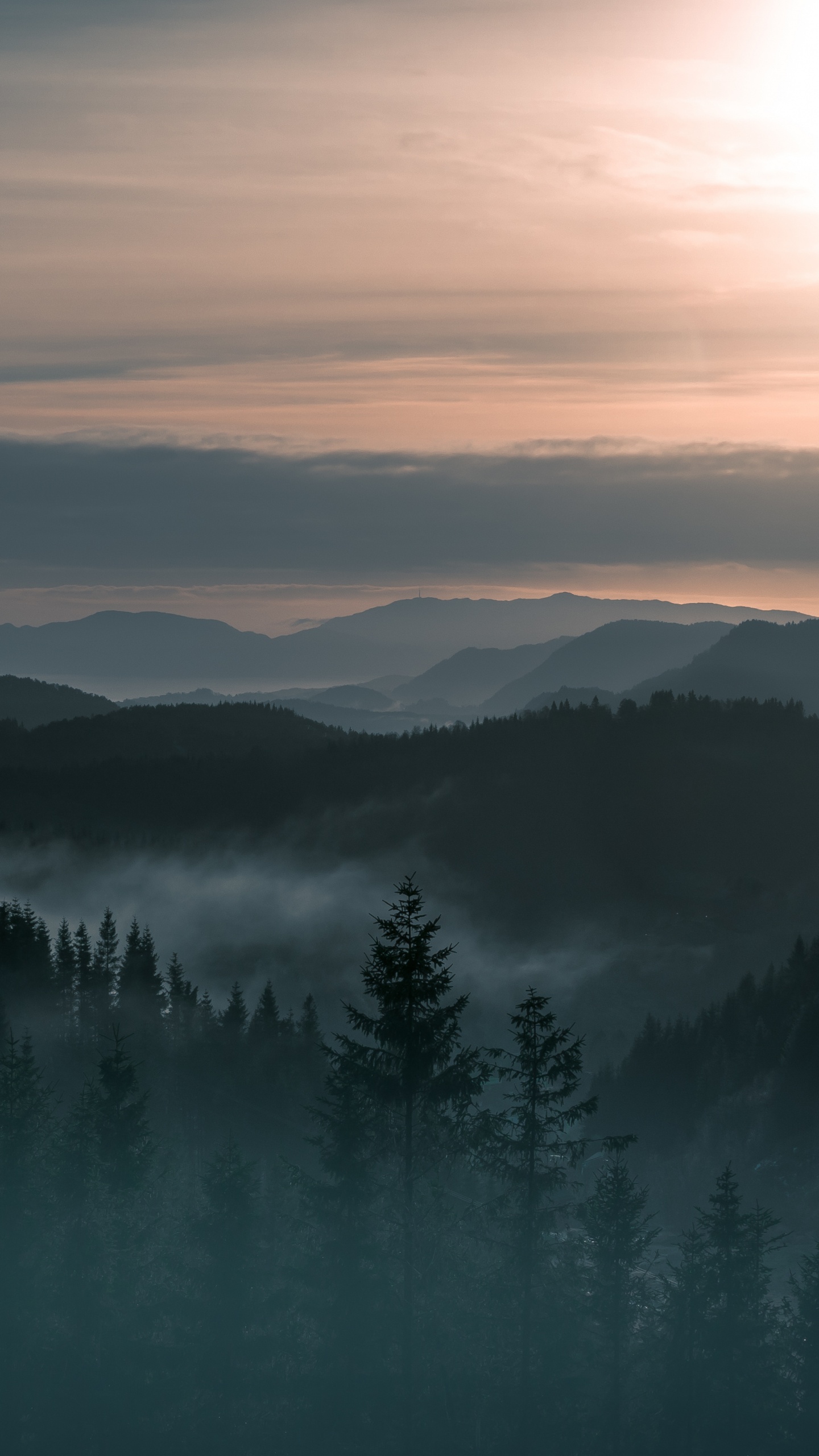 Tagsüber Grüne Pinien Auf Dem Berg. Wallpaper in 1440x2560 Resolution