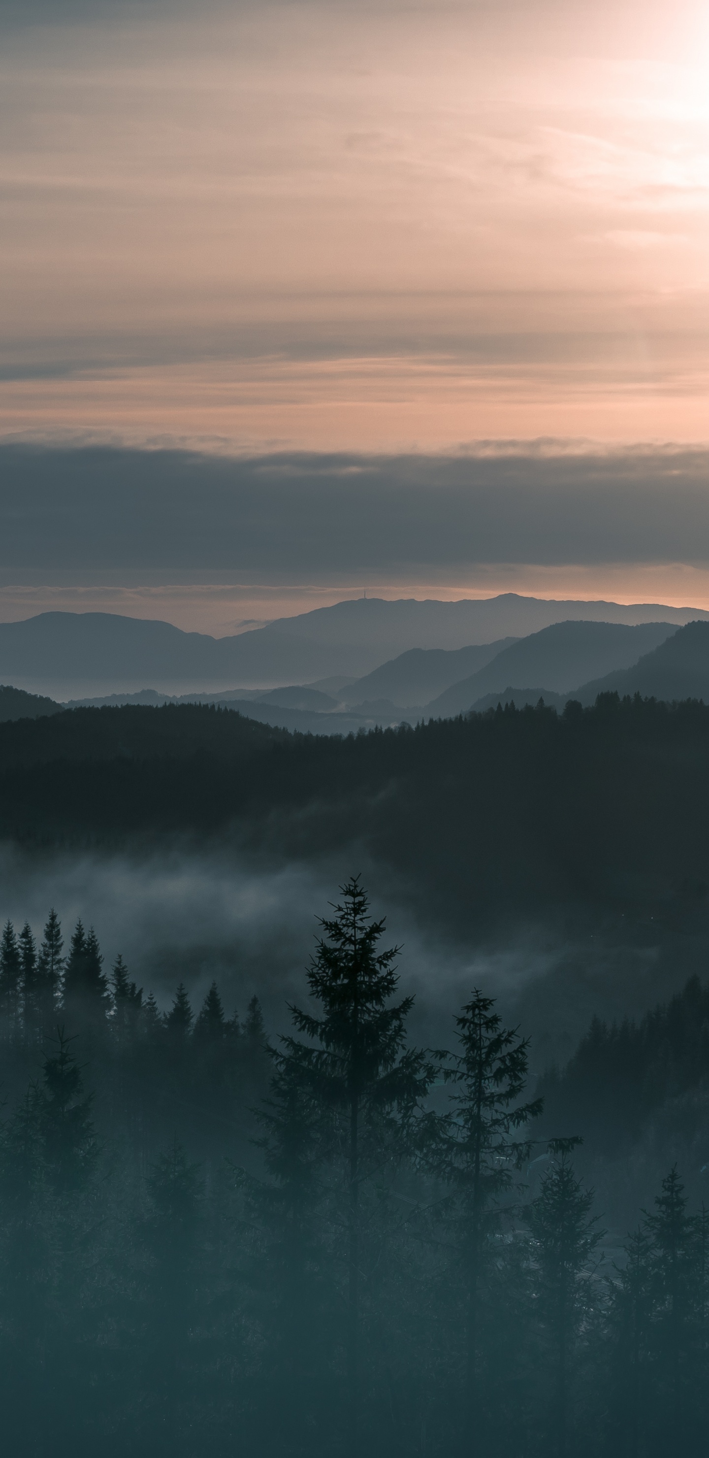 Tagsüber Grüne Pinien Auf Dem Berg. Wallpaper in 1440x2960 Resolution