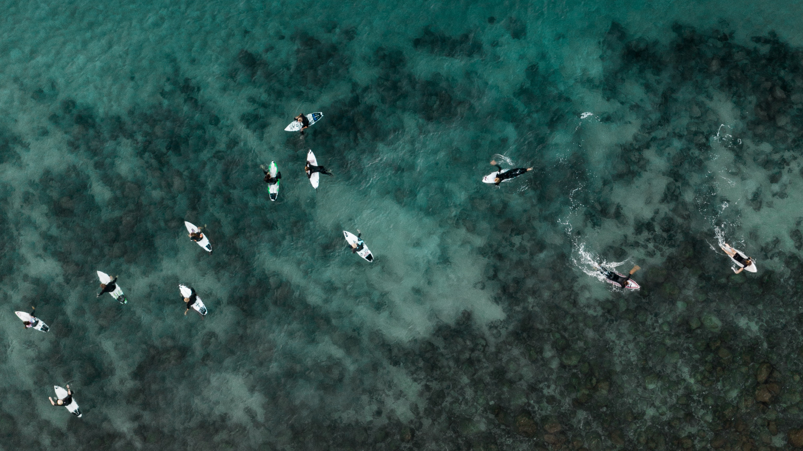 Aerial View of People Swimming on Sea During Daytime. Wallpaper in 2560x1440 Resolution