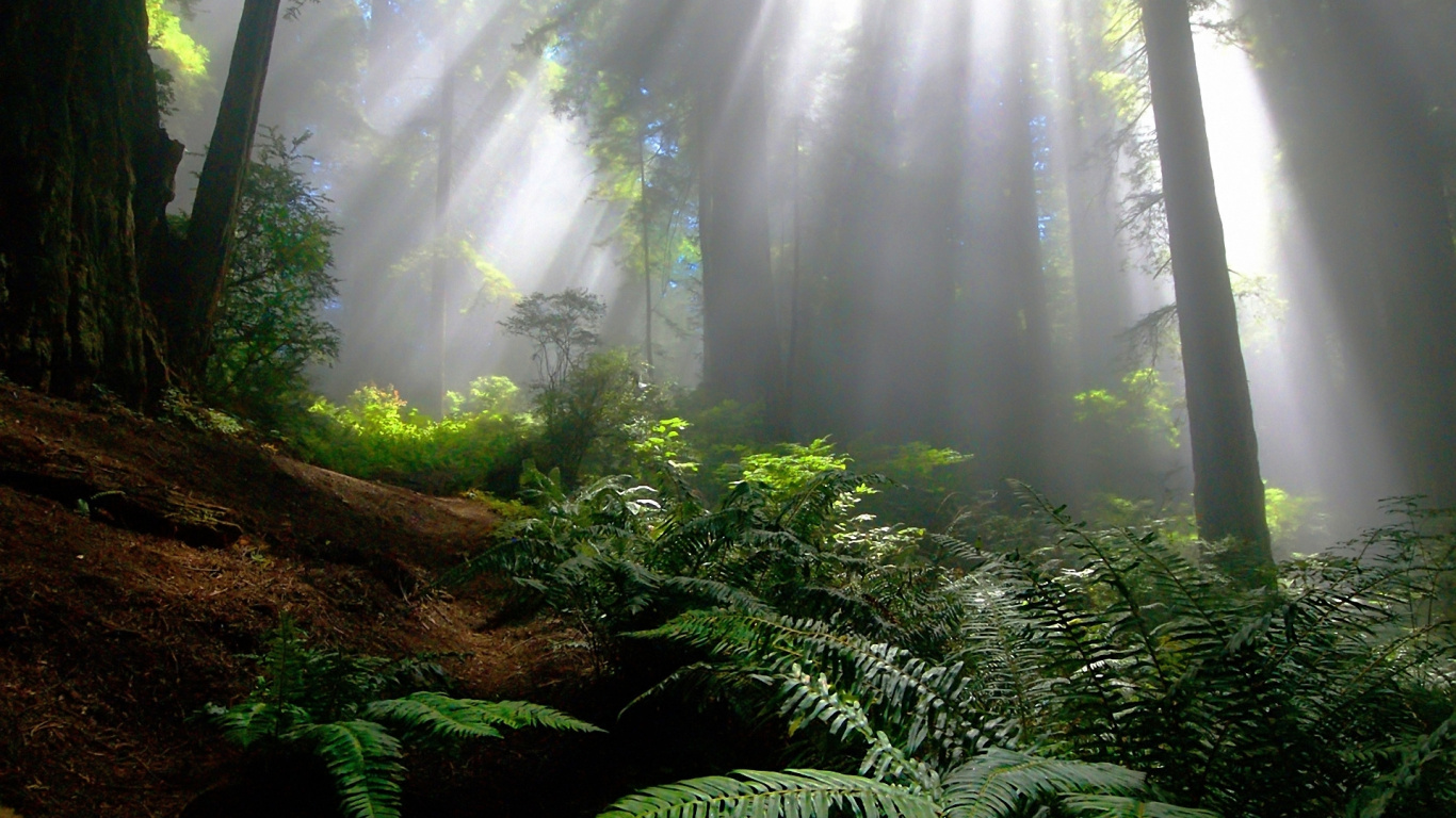 Green Palm Plant in Forest During Daytime. Wallpaper in 1366x768 Resolution