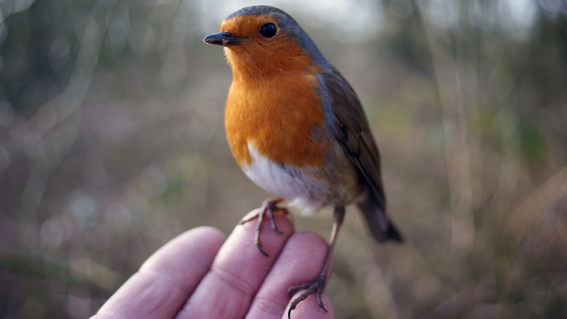 Brown and White Bird on Persons Hand. Wallpaper in 1920x1080 Resolution