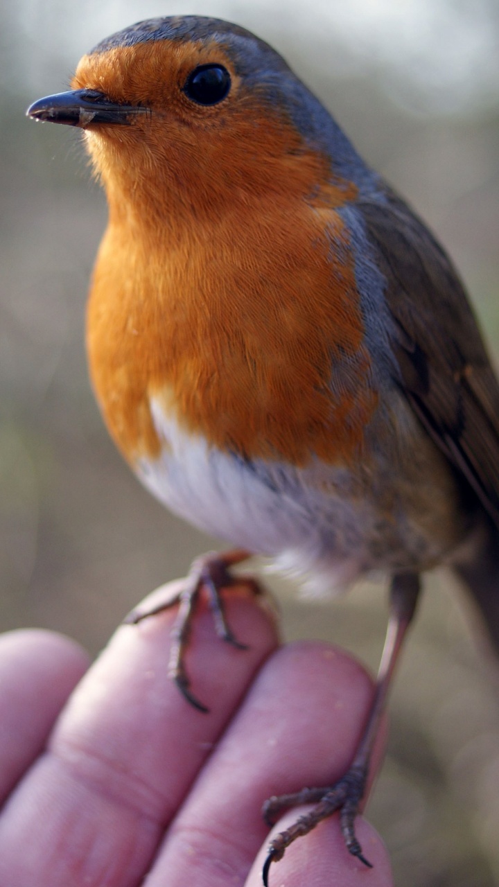 Brown and White Bird on Persons Hand. Wallpaper in 720x1280 Resolution