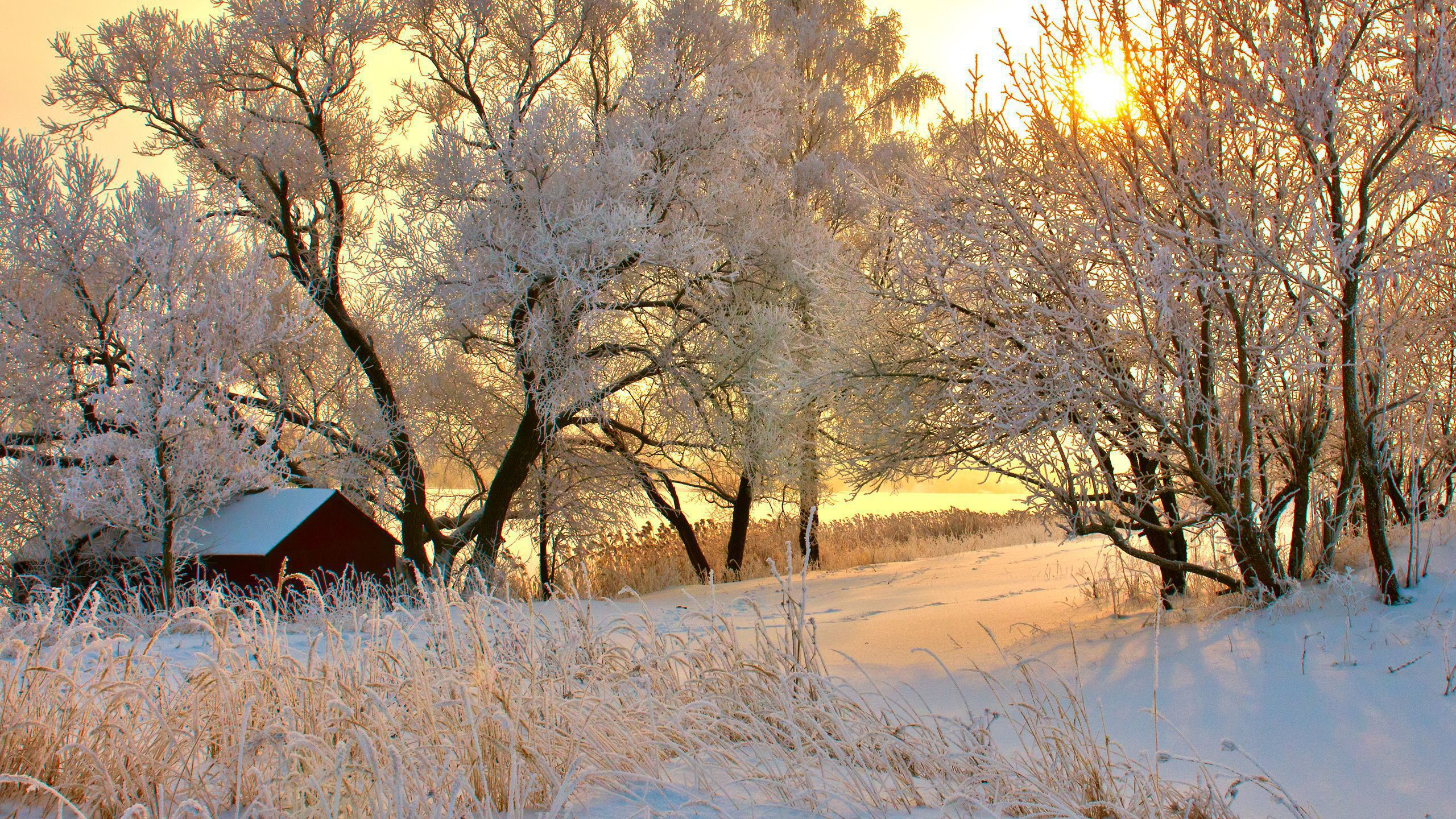 Arbres Nus Bruns Sur le Sol Couvert de Neige Pendant la Journée. Wallpaper in 2560x1440 Resolution