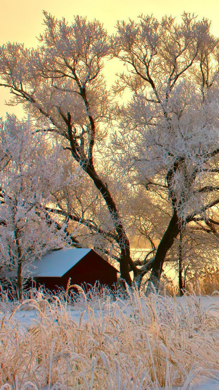 Arbres Nus Bruns Sur le Sol Couvert de Neige Pendant la Journée. Wallpaper in 750x1334 Resolution