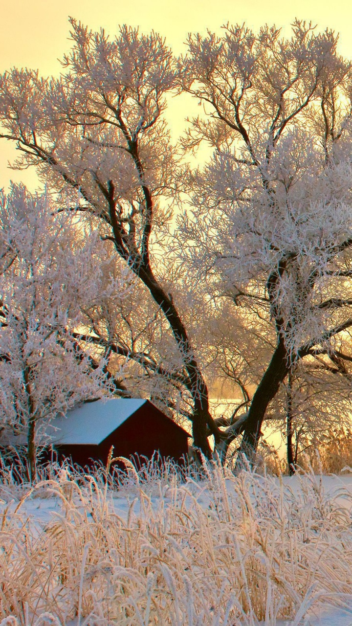 Braune Kahlen Bäume Auf Schneebedecktem Boden Tagsüber. Wallpaper in 720x1280 Resolution