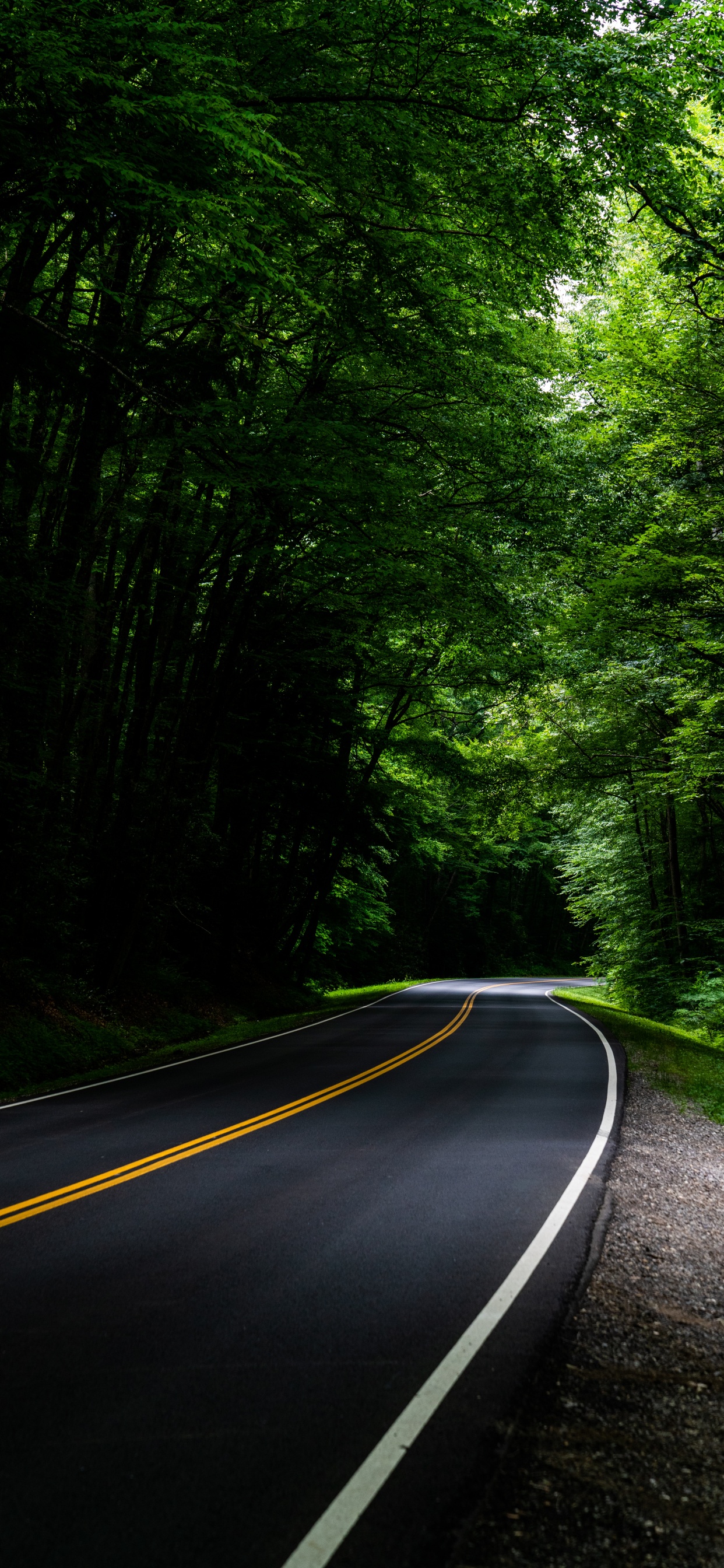 Road, Gr, Natur, Naturlandschaft, Baum. Wallpaper in 1242x2688 Resolution