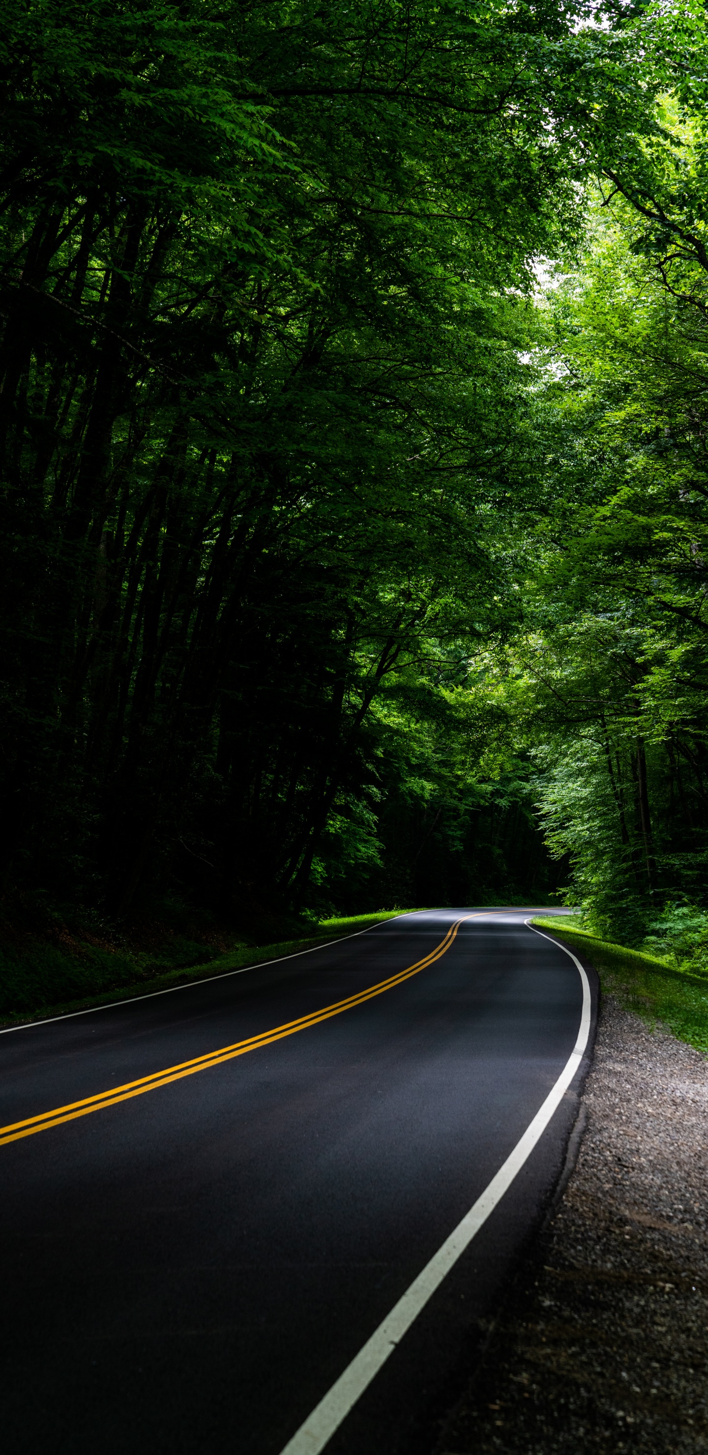 Route, Green, Nature, Paysage Naturel, Environnement Naturel. Wallpaper in 1440x2960 Resolution