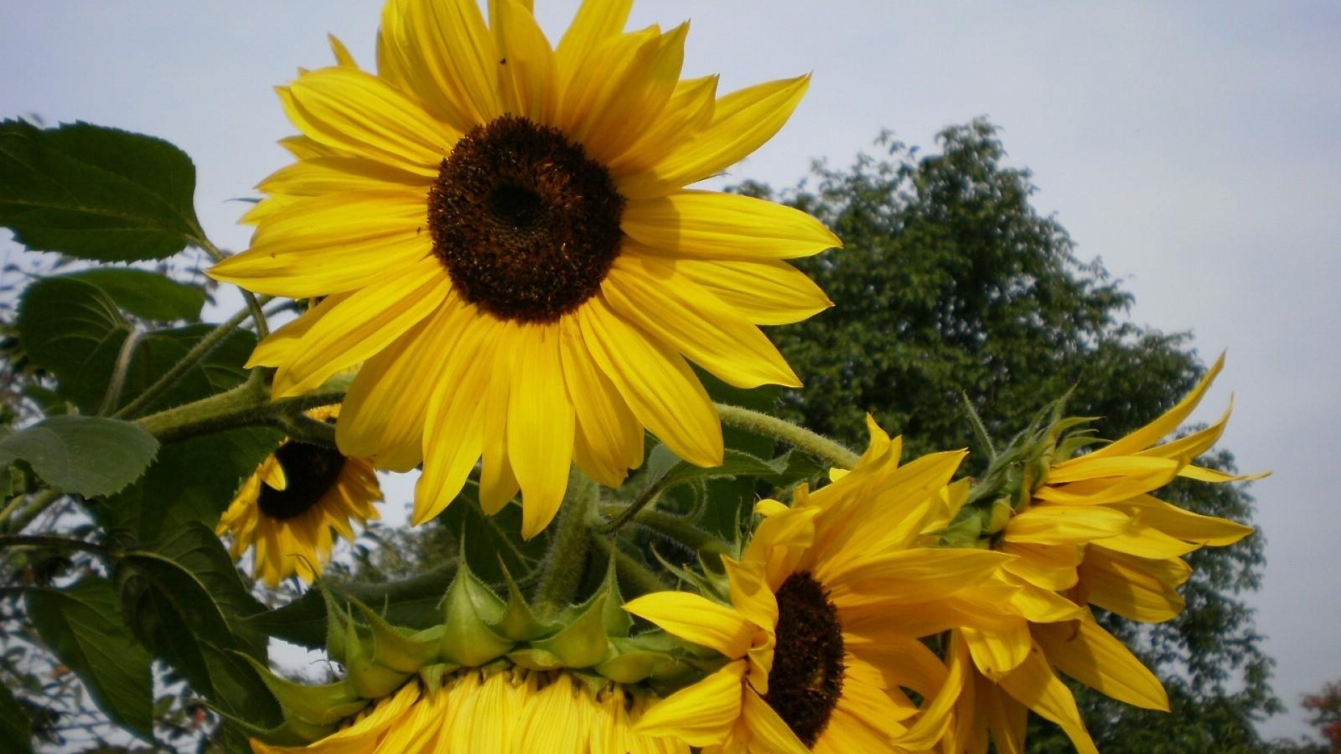 Sonnenblume in Nahaufnahme. Wallpaper in 1920x1080 Resolution