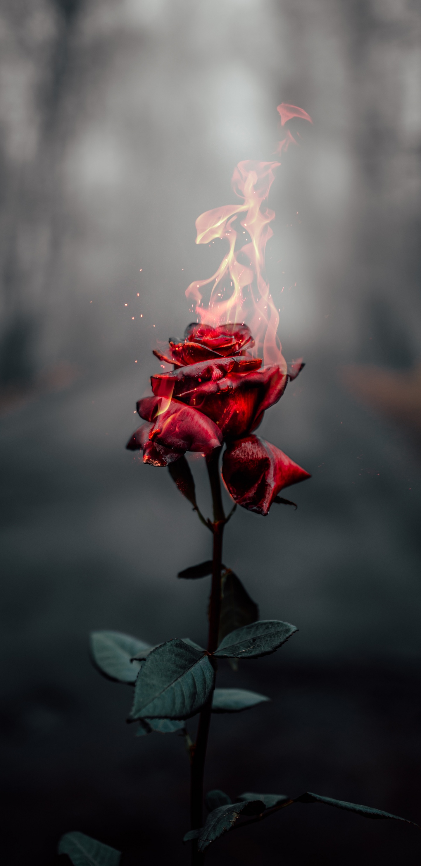 Flor Roja y Blanca en Lente de Cambio de Inclinación. Wallpaper in 1440x2960 Resolution