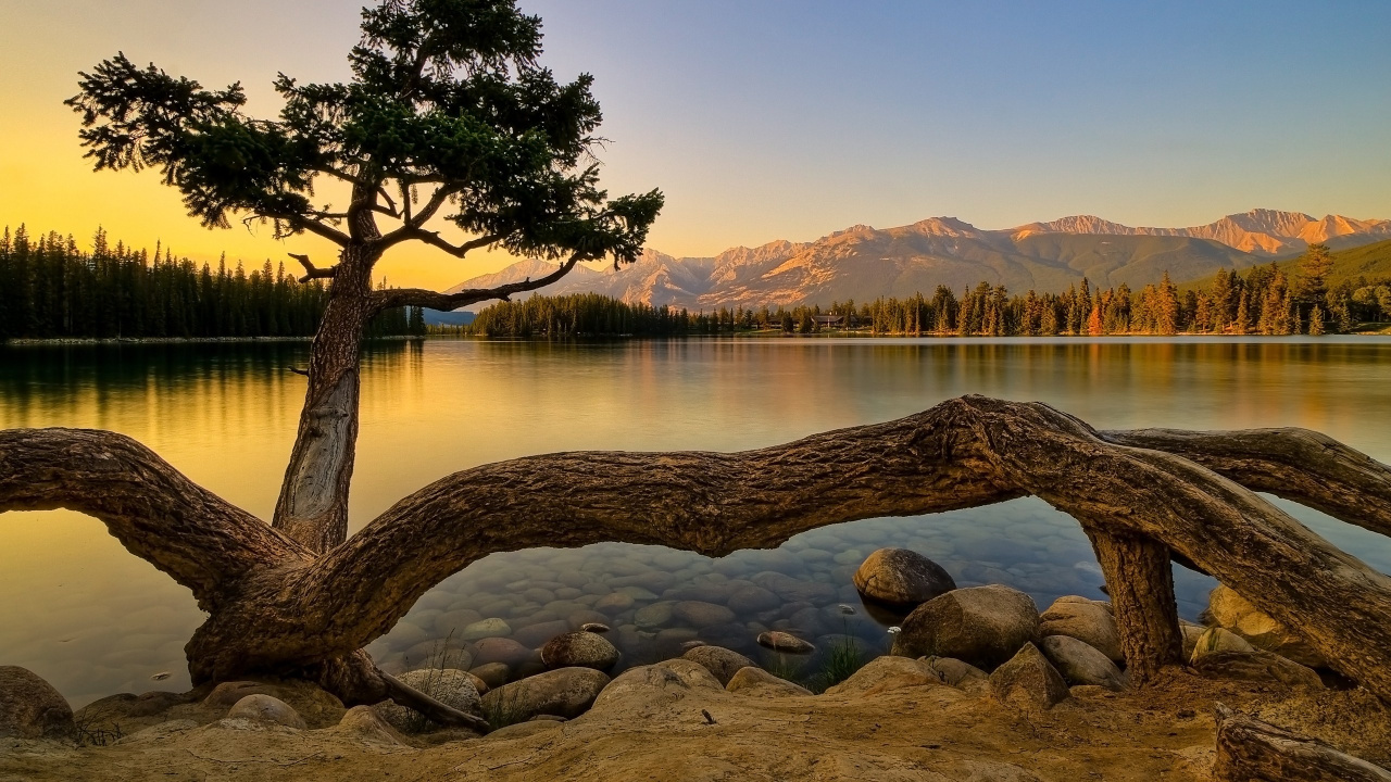 Nature, Tree, Water, Reflection, Lake. Wallpaper in 1280x720 Resolution