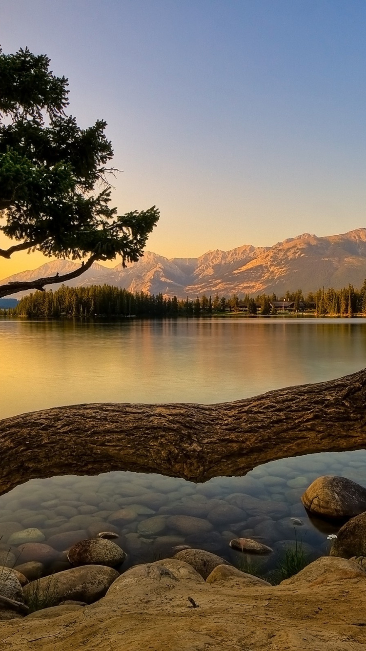Nature, Tree, Water, Reflection, Lake. Wallpaper in 750x1334 Resolution