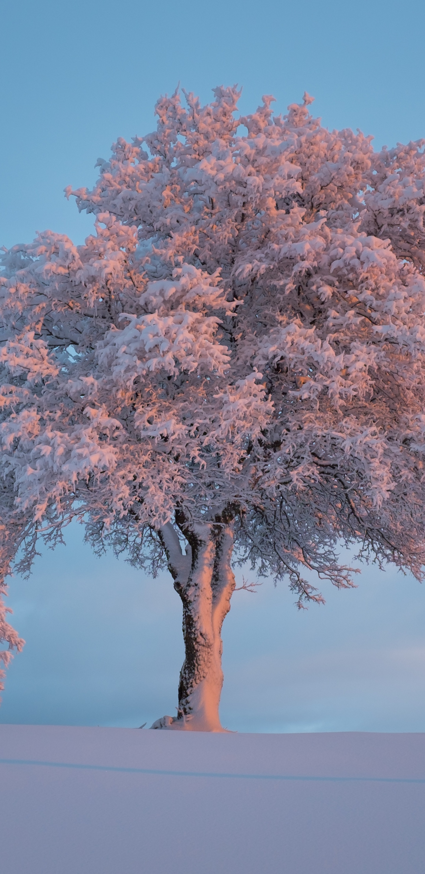 Blossom, Tree, Winter, Snow, Woody Plant. Wallpaper in 1440x2960 Resolution
