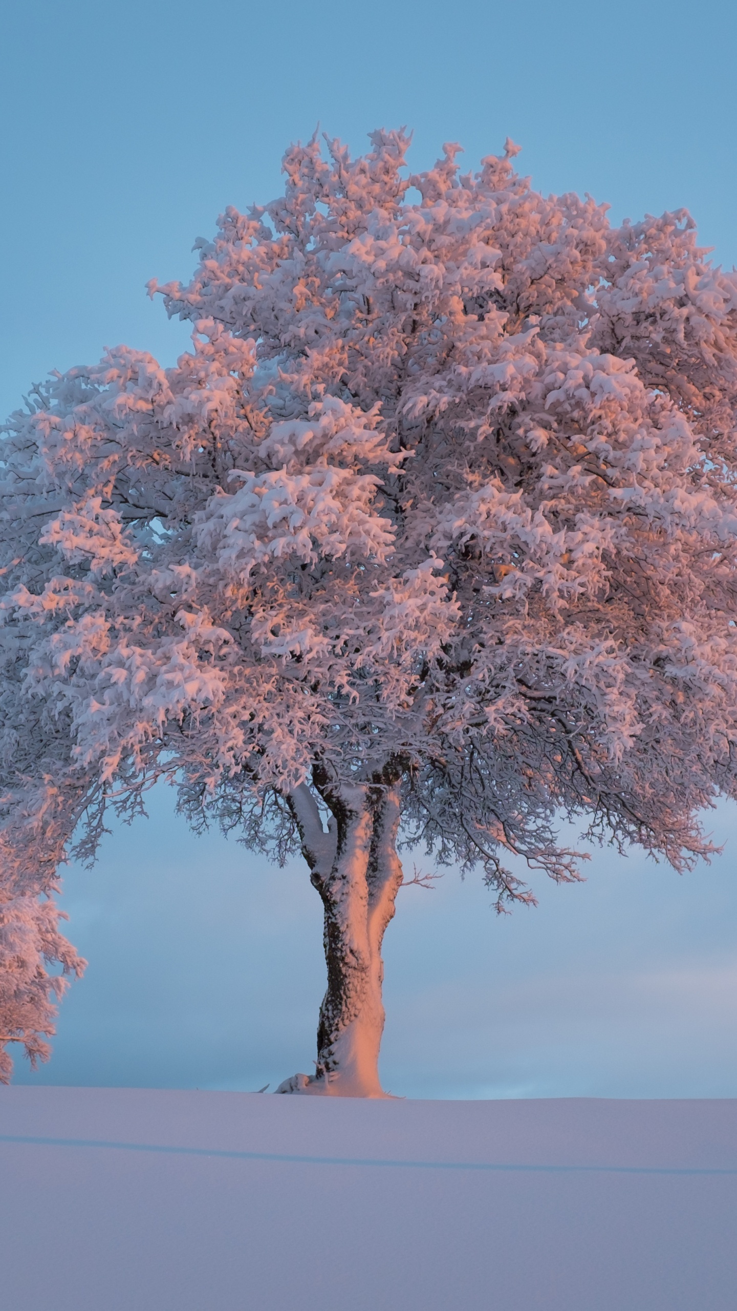 Hiver, Neige, Plantes Ligneuses, Nature, Paysage Naturel. Wallpaper in 1440x2560 Resolution